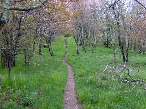 Appalachian Trail at Spence Field, Great Smoky Mountains